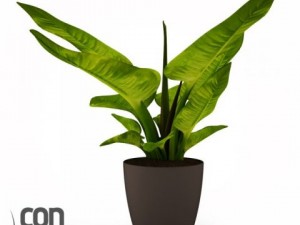 potted plants 3D Модель