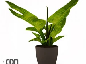 potted plants 3D Model