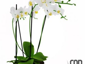 potted plants 3D Model