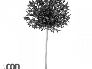 potted plants 3D Модель