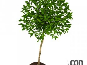 potted plants 3D Model