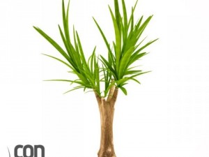 potted plants 3D Модель