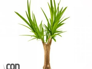 potted plants 3D Model
