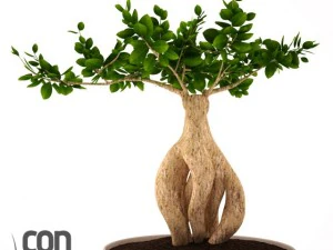 potted plants  vray 3D Model