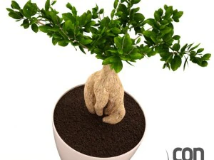 potted plants  vray 3D Model