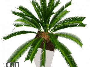 potted plants  vray 3D Model
