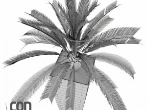 potted plants  vray 3Dモデル