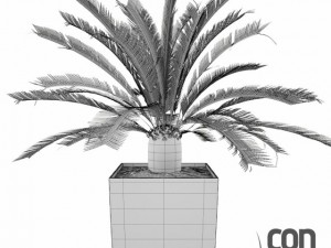 potted plants  vray 3Dモデル