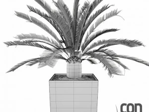 potted plants  vray 3D Model