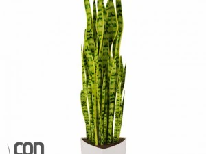 potted plants  vray 3D Model