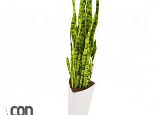 potted plants  vray 3D Model