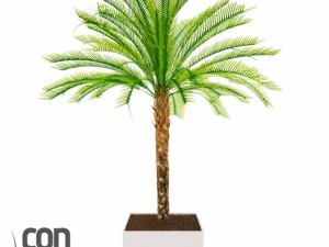 potted plants  vray 3D Model
