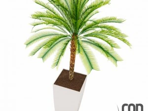 potted plants  vray 3D Model
