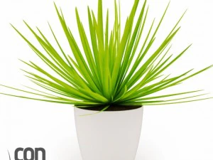potted plants  vray 3D Model