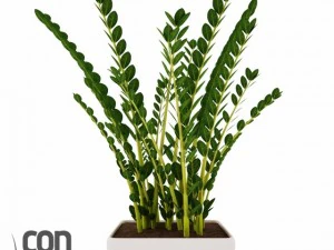 potted plants  vray 3D Model