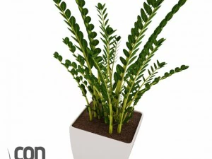 potted plants  vray 3D Model