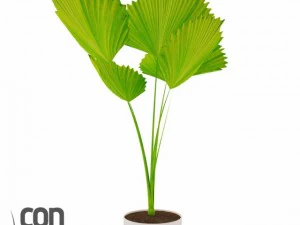 potted plants  vray 3D Model