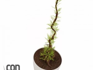 potted plants  vray 3D Model