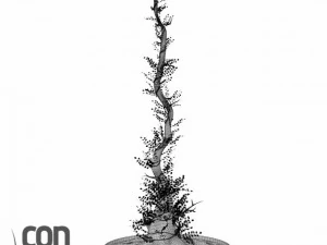 potted plants  vray 3D Model
