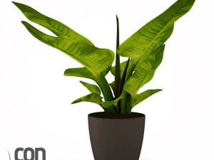 potted plants  vray 3D Model