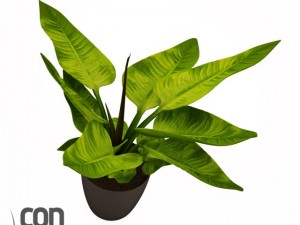 potted plants  vray 3Dモデル