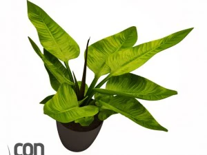 potted plants  vray 3D Model