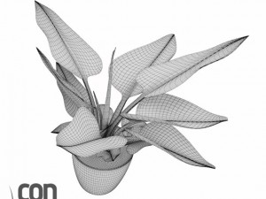 potted plants  vray 3Dモデル