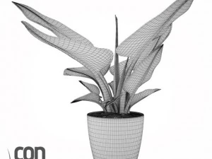 potted plants  vray 3D Model