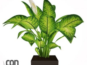 potted plants  vray 3D Model