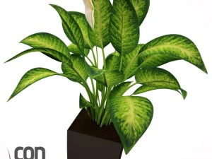 potted plants  vray 3D Model