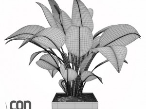 potted plants  vray 3Dモデル