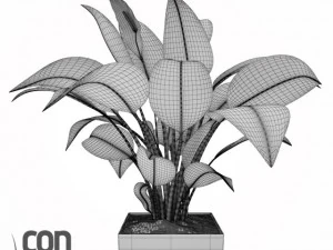 potted plants  vray 3D Model