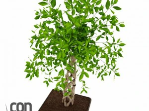 potted plants  vray 3D Model