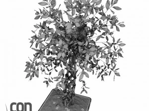 potted plants  vray 3D Model