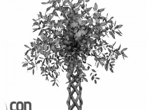 potted plants  vray 3D Model