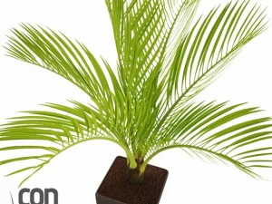 potted plants  vray 3D Model