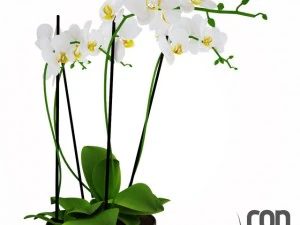 potted plants  vray 3D Model