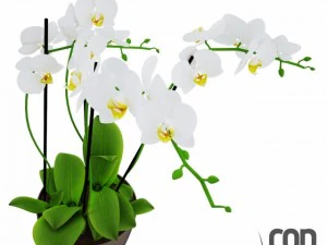 potted plants  vray 3D Model