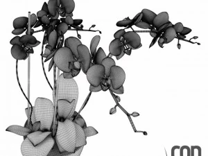potted plants  vray 3D Model