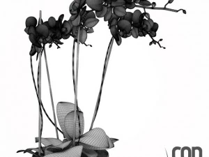 potted plants  vray 3D Model
