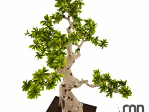 potted plants  vray 3D Model
