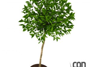 potted plants  vray 3Dモデル