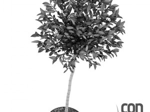 potted plants  vray 3Dモデル