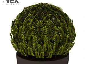 potted plants  vray 3D Model