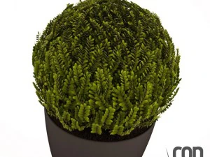 potted plants  vray 3D Model