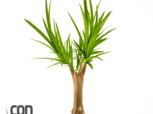 potted plants  vray 3D Model