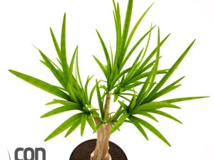 potted plants  vray 3D Model