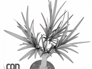 potted plants  vray 3D Model