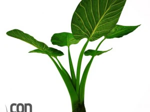 potted plants  vray 3D Model