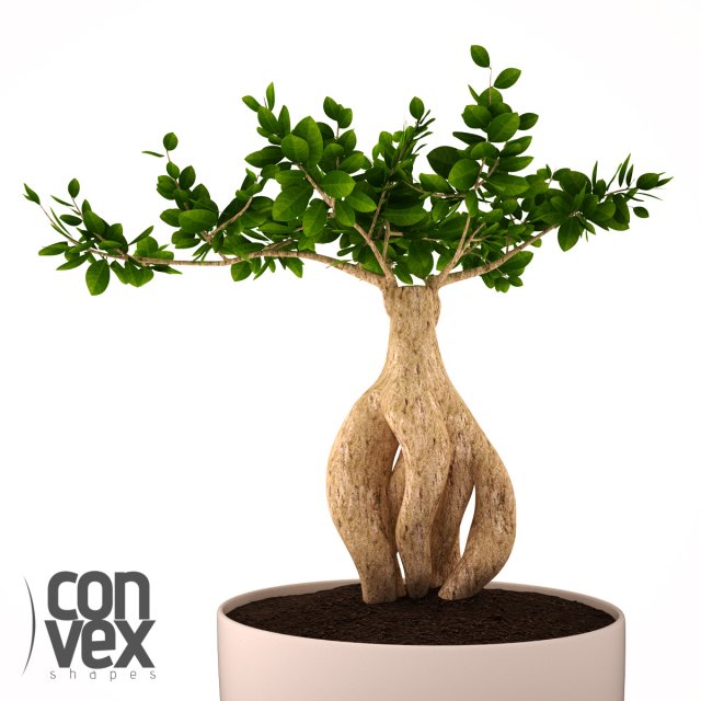 potted plant01 Modello 3D .c4d .max .obj .3ds .fbx .stl .blend 